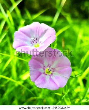 field bindweed flower plant, a beautiful picture of pink colour flower plant 