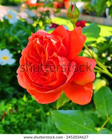Chinese rose flower plant, a beautiful picture of red colour rose flower plant 