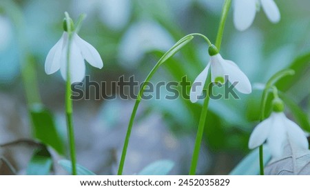Galanthus Nivalis Flowers With Stems And Leaves. Common Snowdrop Blooming. Bright White Common Snowdrop In Bloom. Royalty-Free Stock Photo #2452035829
