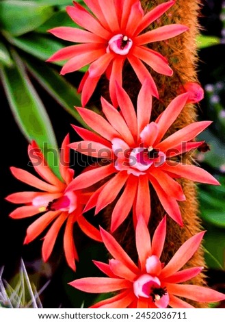 cleisto cactus winteri flower,a beautiful picture of red colour flower 
