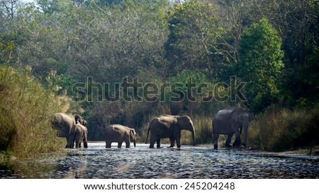 Asian elephant group specie Elephas maximus in Bardia, Nepal  Royalty-Free Stock Photo #245204248