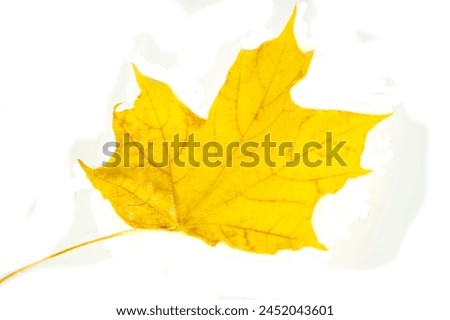 Stunning close-up shots of the beauty of autumn. Capture the intricate details of maple leaves. Ideal for nature photographers and hobbyists. Explore the vibrant colors and textures of fall.