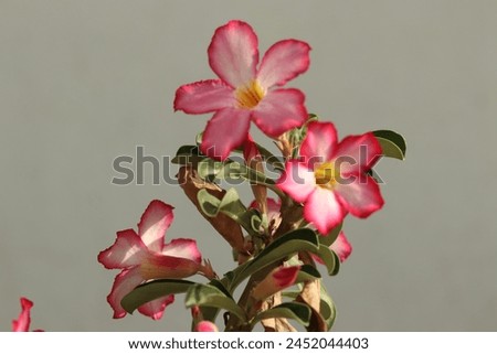 Closeup of a commemorative postage stamp  of India depicting Adenium Flowers. Royalty-Free Stock Photo #2452044403
