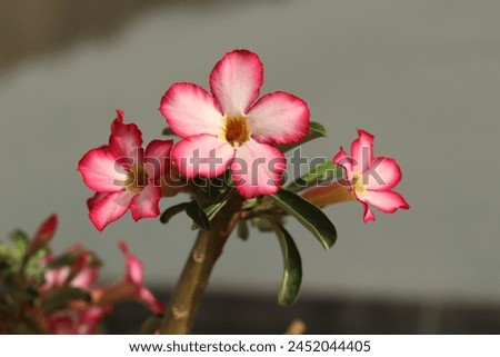 Closeup of a commemorative postage stamp  of India depicting Adenium Flowers. Royalty-Free Stock Photo #2452044405