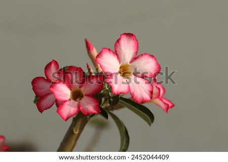 Closeup of a commemorative postage stamp  of India depicting Adenium Flowers. Royalty-Free Stock Photo #2452044409