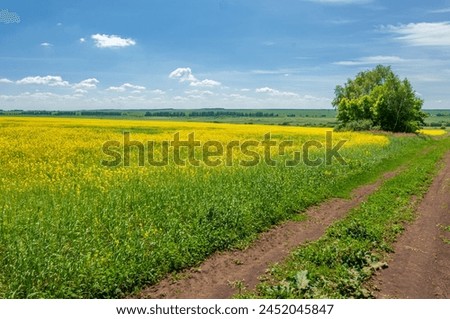 Rapeseed (Brassica napus subsp. Napus) with bright yellow flowering, cultivated thanks to oil-rich seeds, canola is an important source of vegetable oil and a source of protein flour. Royalty-Free Stock Photo #2452045847