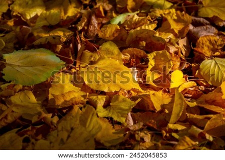 A stunning display of natural beauty. Ideal for outdoor photo shoots. Capture the vibrant colors of fall. Ideal for creating a cozy and warm atmosphere.