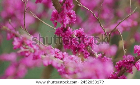 Pink Flowers Of Cercis Siliquastrum. Branches Cercis Siliquastrum Or Juda Tree With Lush Pink Flowers. Close up. Royalty-Free Stock Photo #2452053179