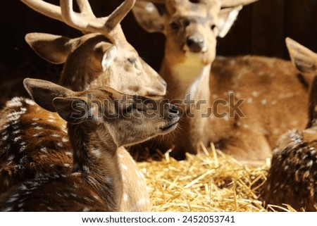Grazing herbivores with antlers, known for graceful movement and agility. Royalty-Free Stock Photo #2452053741