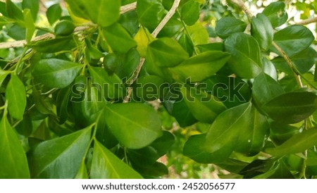 Medium green leaf background Use as screen saver