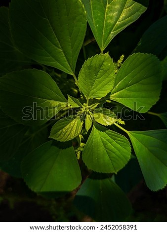 The sunlight shines on the green leaves and makes them beautiful