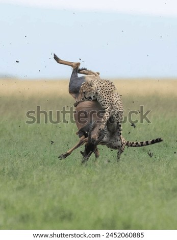 Hungry cheetah hunting" paints a vivid picture of one of nature's most captivating and intense scenes. The cheetah, known for its incredible speed and agility, becomes a fierce predator when hunger.