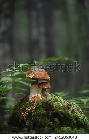 family mushroom.. 
Wonderful image, terrific light and tones. Well composed and captured! Royalty-Free Stock Photo #2452063043