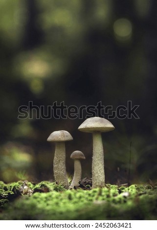 Mushroom family
Wonderful image, terrific light and tones. Well composed and captured! Royalty-Free Stock Photo #2452063421