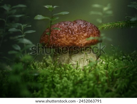White mushroom
Wonderful image, terrific light and tones. Well composed and captured! Royalty-Free Stock Photo #2452063791
