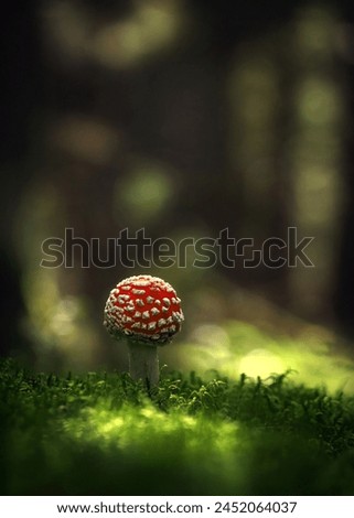 fly agaric red
Wonderful image, terrific light and tones. Well composed and captured! Royalty-Free Stock Photo #2452064037