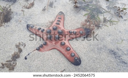 Star Fish. Protoreaster nodosus, commonly known as the horned sea star or chocolate chip sea star, is a species of sea star found in the warm, shallow waters of the Indo-Pacific region.