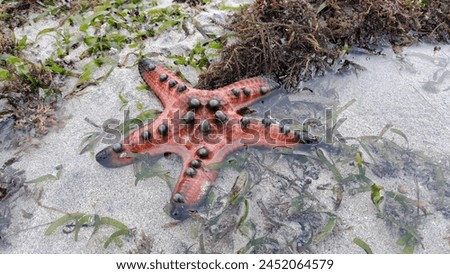 Star Fish. Protoreaster nodosus, commonly known as the horned sea star or chocolate chip sea star, is a species of sea star found in the warm, shallow waters of the Indo-Pacific region.