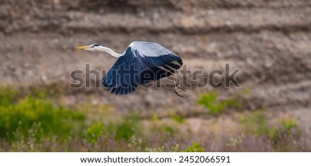 big water bird flying, Grey Heron, Ardea cinerea