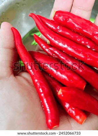 a photography of a person holding a bunch of red hot peppers.