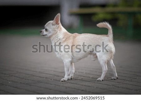 Purebred dog on a city street.
