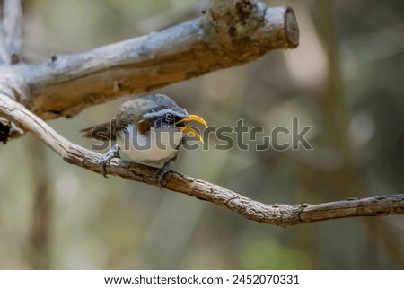 The White-browed Scimitar Babbler in nature