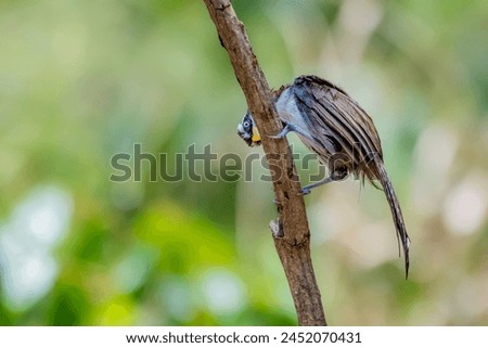 The White-browed Scimitar Babbler in nature