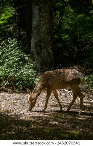 Japanese deer on miyajima eating browse and forbs of the ground. Behind is a big tree and the plants of a forest. The colors of the picture are very green and full of life. The deer is in the sunlight