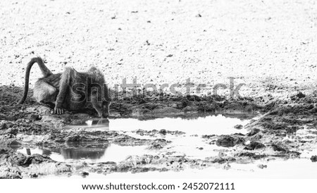 chacma baboon drinking water in black and white