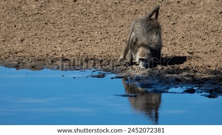 a chacma baboon drinking water