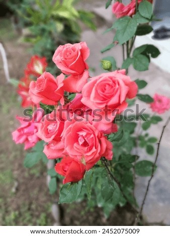  Roses are renowned as the ultimate symbol of love and passion, captivating hearts with their vibrant red hue. 