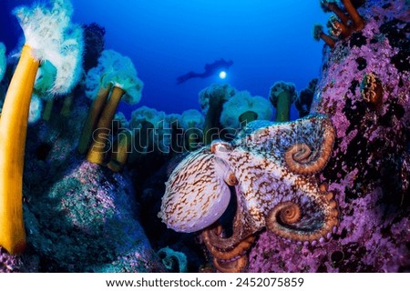 RED coral, blue water and coral,
white coral, coral, plumose anemone, the forest of plumose anemone, melithaea japonica
