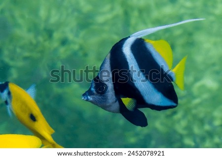 Beautiful colored sea fish in a fish farm