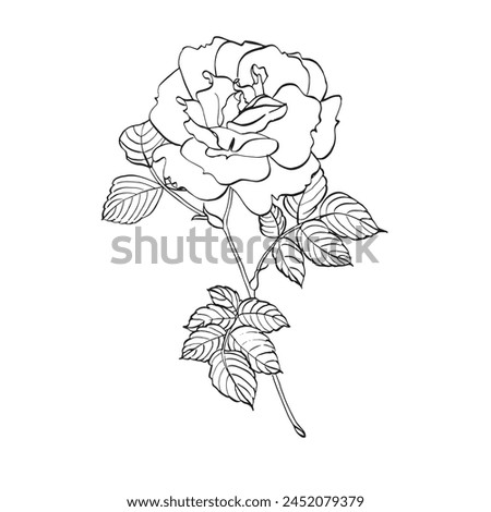 Wild rose flower with leaves. Vector hand drawn floral illustration of blooming rose hip in line art style. Sketch in black and white colors on isolated background. Botanical contour drawing for logo 