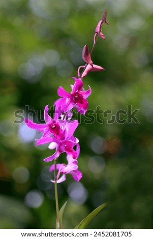 Blooming pink orchid flowers with bokeh background, image for mobile phone screen, display, wallpaper, screensaver, lock screen and home screen or background