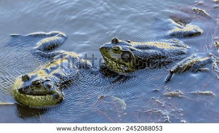 Two American Bullfrog Adult Males Croaking and Fighting for Territory. Ed Levin County Park, Santa Clara County, California. Royalty-Free Stock Photo #2452088053