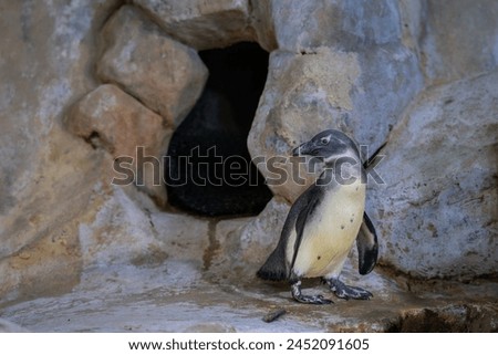 Clumsy Humboldt penguin (Spheniscus humboldti) on a rock.