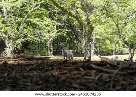 A fawn standing centrally in the picture looking at the camera with its ears perked up. The forest is very green, and the foreground is full of old brown leaves and branches.
