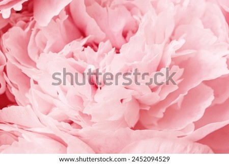 Rose color flower peony petals, close up macro nature background. Beautiful Holiday bloom backdrop. Pink-white flowers top view, flowery desktop wallpaper, soft focus, pastel colored still life, sunny