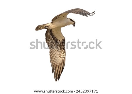 Osprey isolated on white background, flying bird.