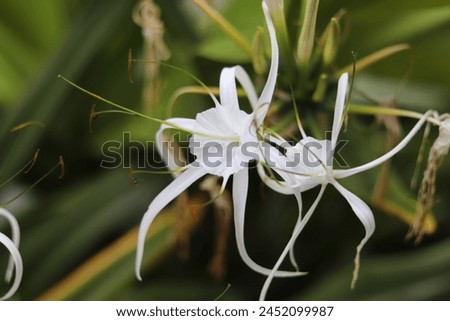 Beautiful White Blossomed Green Tinge Spider Lily Flowers Royalty-Free Stock Photo #2452099987