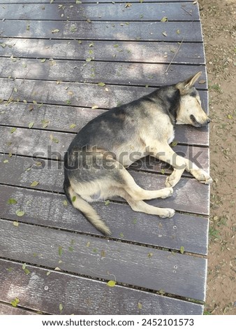 A local breed dog is enjoying an afternoon nap under cool breeze in Kanchanaburi province, Thailand  Royalty-Free Stock Photo #2452101573
