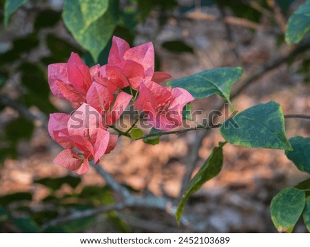 Closeup view of colorful orange purple pink bracts and flowers of bougainvillea bush outdoors in tropical garden Royalty-Free Stock Photo #2452103689