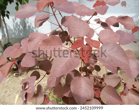 Brownish pink leaves plant is looking so good  Royalty-Free Stock Photo #2452109999
