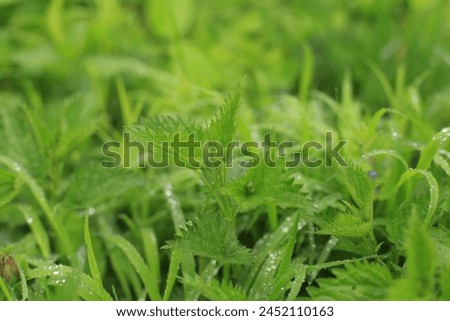 Young green wet nettles after the rain. Bush of stinging-nettles. Nettle leaves. Top view of the photo. Botanical pattern. Greenery common nettle. Photo
