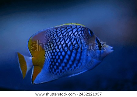 Pearlscale butterflyfish (Chaetodon xanthurus), also known as yellow-tailed butterflyfish, crosshatch butterflyfish or Philippines chevron butterflyfish. Fish background. Soft focus.