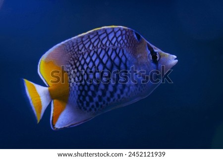 Pearlscale butterflyfish (Chaetodon xanthurus), also known as yellow-tailed butterflyfish, crosshatch butterflyfish or Philippines chevron butterflyfish. Fish background. Soft focus.
