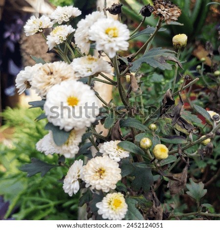 Chrysanthemum flowers have a beautiful appearance with many color variations, from white, pink, red, orange, purple, to yellow. Each color of this chrysanthemum has a different meaning