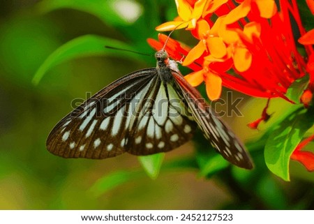 The brown glassy tiger butterfly on pollination of red asoka flowers