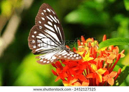 The brown glassy tiger butterfly on pollination of red asoka flowers